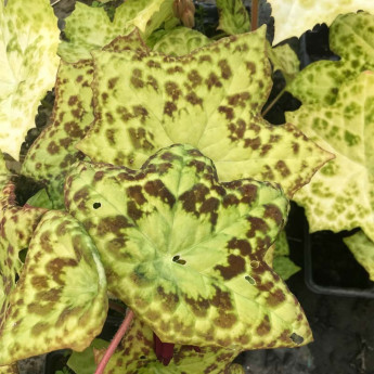 Podophyllum Spotty Dotty
