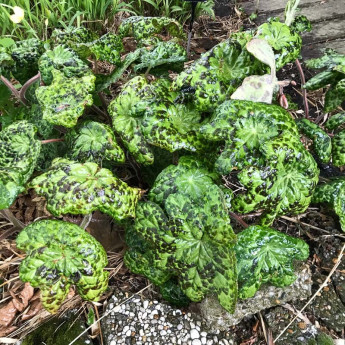 Podophyllum Spotty Dotty