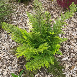 Polystichum setiferum Plumosum Densum