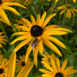 Fleur du Rudbeckia fulgida Goldsturm