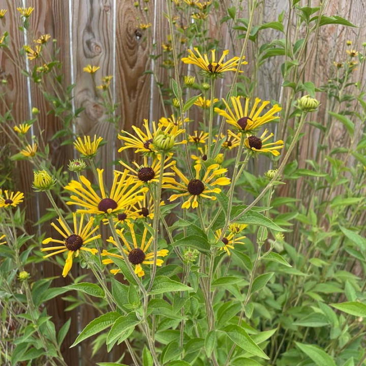 Rudbeckia subtomentosa Henry