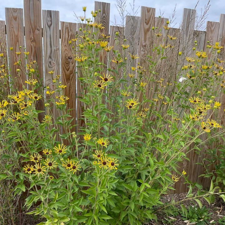 Rudbeckia subtomentosa Henry