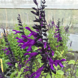 Salvia Amistad