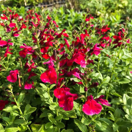 Salvia greggii mirage Cherry Red