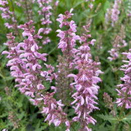 Salvia Feathers Flamingo