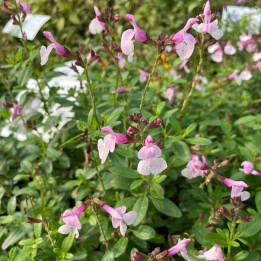 Salvia greggii mirage soft pink