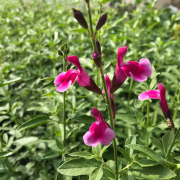 Salvia microphylla Icing Sugar