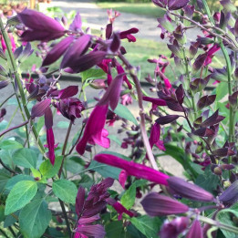 Salvia Love and Wishes