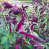 Salvia Love and Wishes