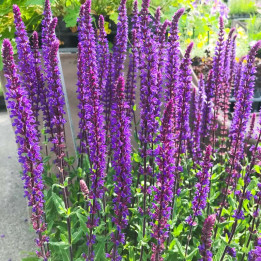 Salvia nemorosa Caradonna fleur violet intense plein soleil