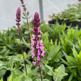 Fleur rose de la Salvia nemorosa Caradonna Pink