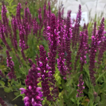 Salvia nemerosa Sensation Deep Rose