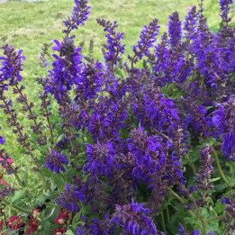 Salvia nemorosa Viola Klose