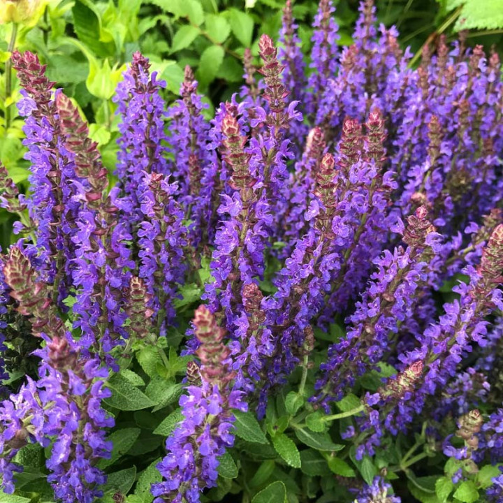 Salvia nemorosa Viola Klose