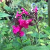 Salvia involucrata Mulberry Jam