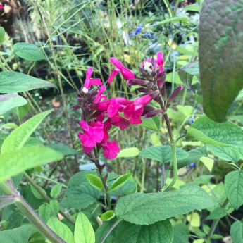 Salvia involucrata Mulberry Jam