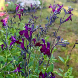 Salvia jamensis Violette de Loire