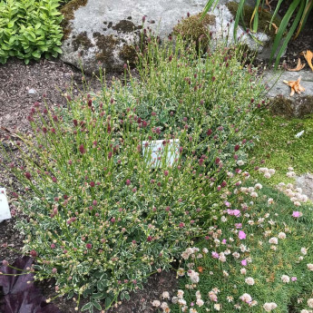 Sanguisorba minor Little Angel