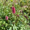 Sanguisorba menziesii