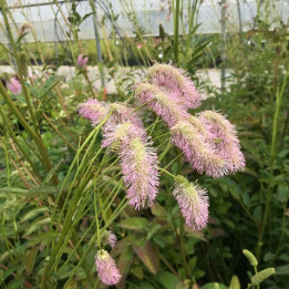 Sanguisorba Pink Brushes