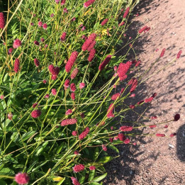 Sanguisorba  officnalis Tanna