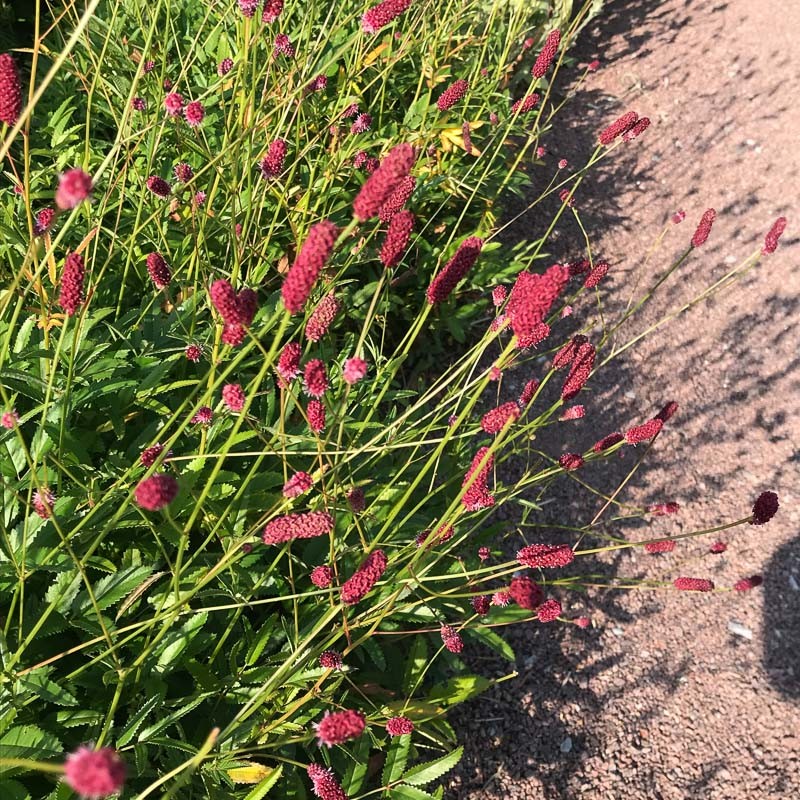 Sanguisorba  officnalis Tanna