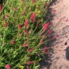 Sanguisorba officinalis Tanna