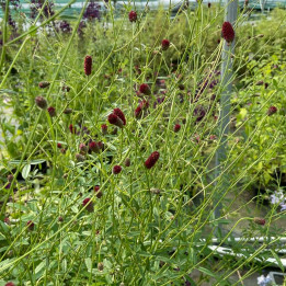 Sanguisorba obtusa Lemon Splash