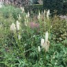 Sanguisorba obtusa Alba