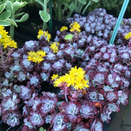 Sedum sparthulifolium Purpureum