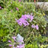 Tulbaghia violacea