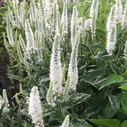 Veronica longifolia Charlotte