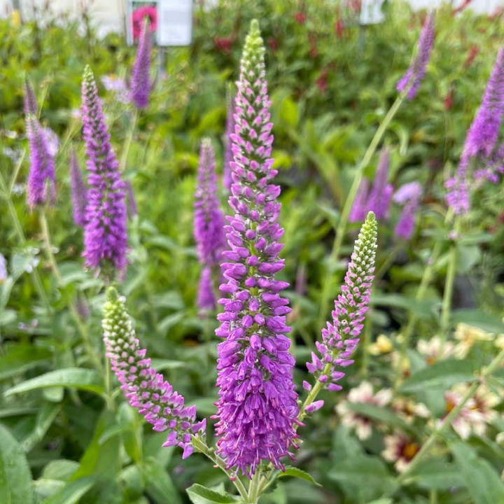 Floraison de la Veronica longifolia First Match