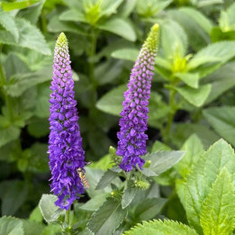 Fleurs de la Veronica longifolia First Glory