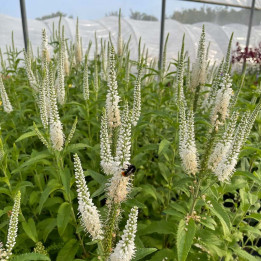 Veronica White Jolanda