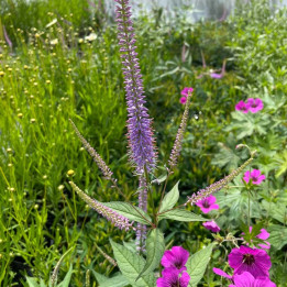 Veronicastrum virginicum Fascination