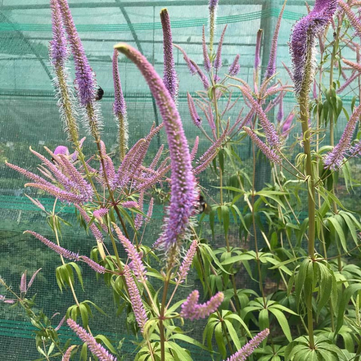 Veronicastrum virginicum Fascination