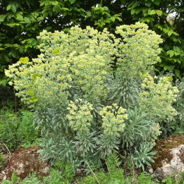 Euphorbia characias Glacier Blue