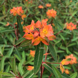 Fleurs de l'Euphorbia griffithii Fireglow