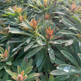 Euphorbia x martinii Kolibri