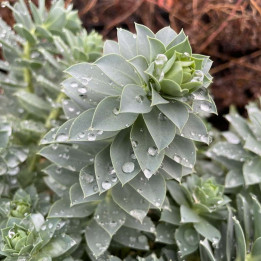 Euphorbia myrsinites