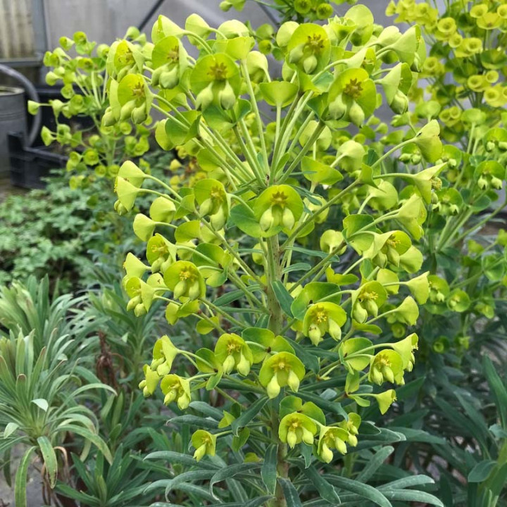 Euphorbia characias subsp. wulfenii
