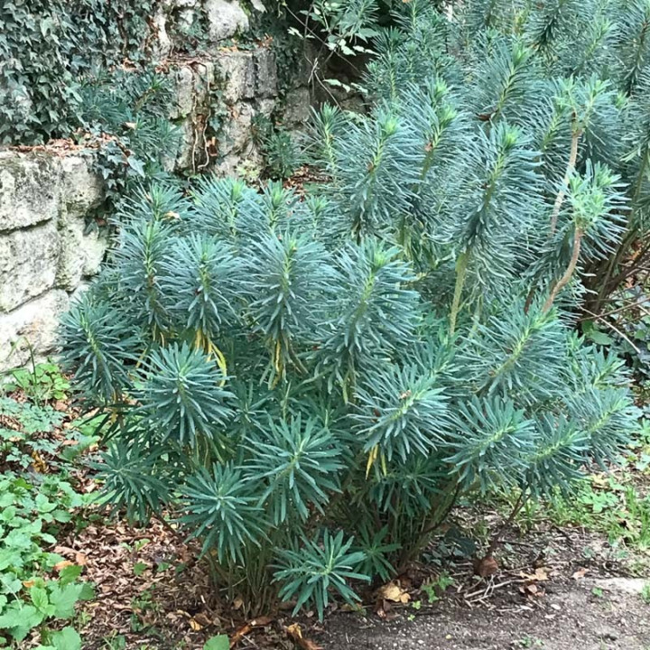 Feuillage de l'Euphorbia characias subsp. wulfenii