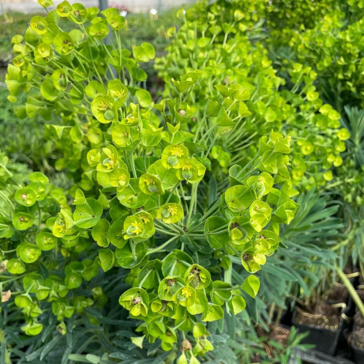 Euphorbe wulfenii