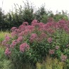 Eupatorium fistulosum Atropurpureum