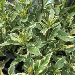 Eupatorium fortunei Capri