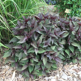 Eupatorium rugosum Chocolate