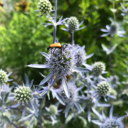 Eryngium planum