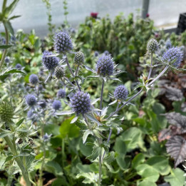 Eryngium planum Blauer Zwerg
