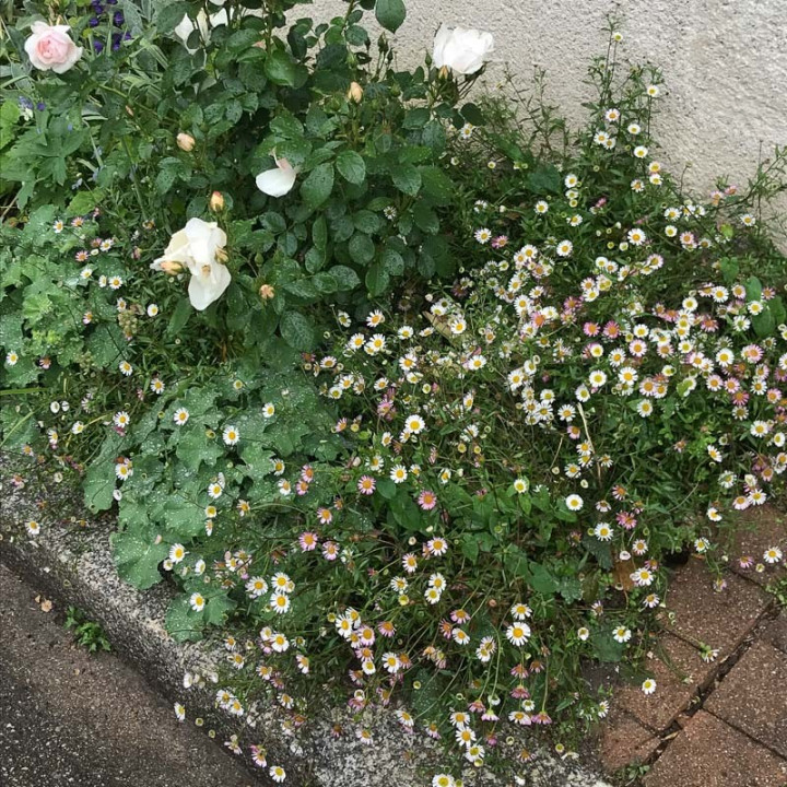 Erigeron karvinskianus en bordure